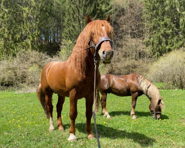 horse Lenz (South German draft horse, 2016, from Romero)