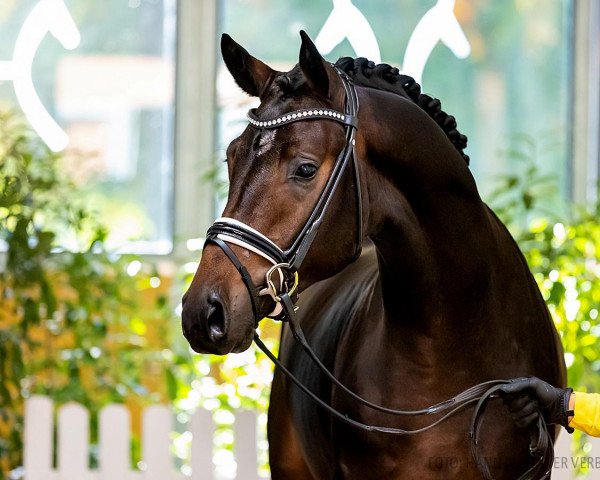 dressage horse Final Lap (Hanoverian, 2020, from Fürst Samarant)