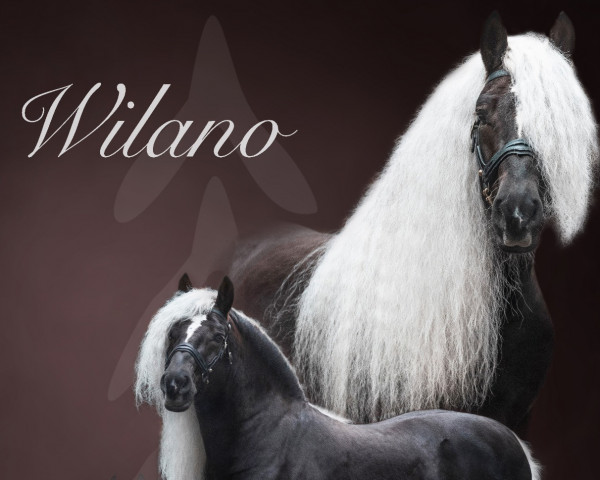 stallion Wilano (Black Forest Horse, 2015, from Wildschütz)