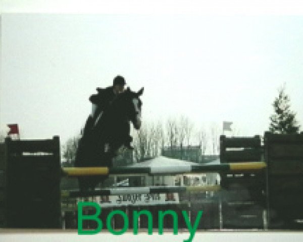 broodmare Bonny (Arab half breed / Partbred, 1992, from Decoration AA)