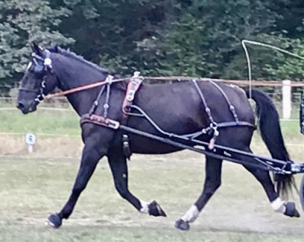 broodmare Lotte (Alt-Oldenburger / Ostfriesen, 2015, from Eliet)