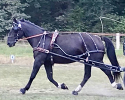 Zuchtstute Lotte (Alt-Oldenburger / Ostfriesen, 2015, von Eliet)