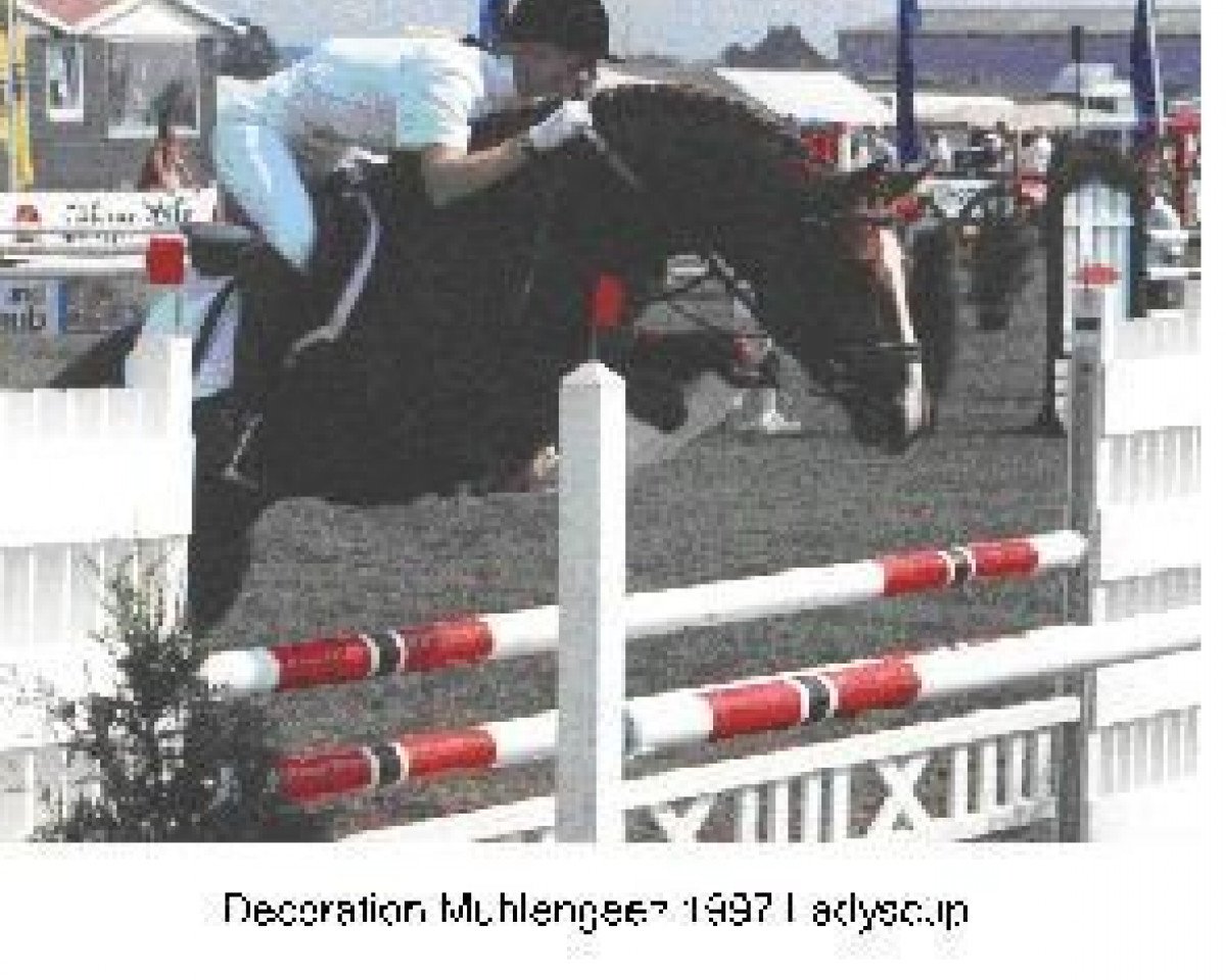 Deckhengst Decoration AA (Anglo-Araber, 1985, von Matcho AA)