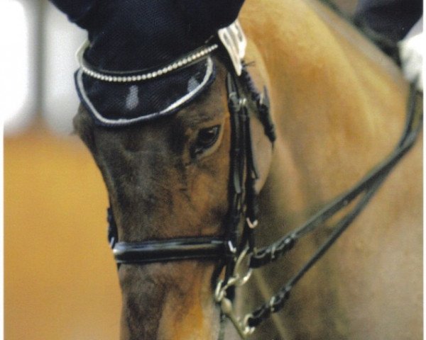 horse Lovell (Holsteiner, 1986, from Lorenz)