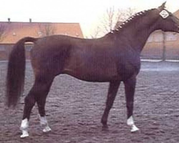 stallion Derslaw (Trakehner, 1963, from Awertin)