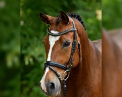 dressage horse Chocolate Bar (German Riding Pony, 2010, from Cream de Luxe K)