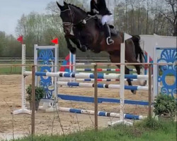 dressage horse Eblandio (Hanoverian, 2010, from El Bundy)