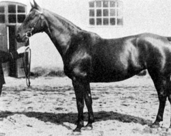 Zuchtstute Nemesis (Schwedisches Warmblut, 1910, von Non Plus)