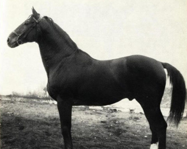 stallion Non Plus (Hanoverian, 1894, from Adeptus xx)