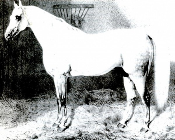 stallion Sebras (UK Warmblood, 1840)