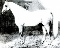 Deckhengst Sebras (Großbritannien Warmblut, 1840)