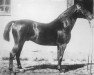 stallion Kampanj (Hanoverian, 1888, from Adeptus xx)