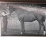 stallion Aland (Hanoverian, 1898, from Alnok)
