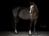 dressage horse Cause It Was Fate A (German Riding Pony, 2013, from Churchill E WE)