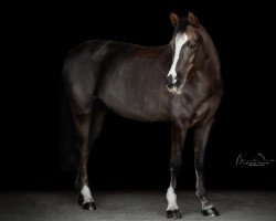 dressage horse Cause It Was Fate A (German Riding Pony, 2013, from Churchill E WE)