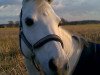 dressage horse Naithschy (German Riding Pony, 1996, from Nantano)