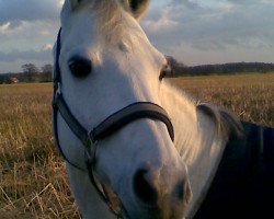 dressage horse Naithschy (German Riding Pony, 1996, from Nantano)