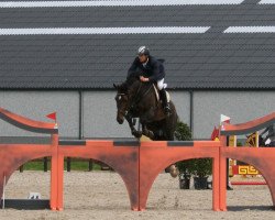 stallion Cantor de Mariposa (Belgian Warmblood, 2002, from Cento)