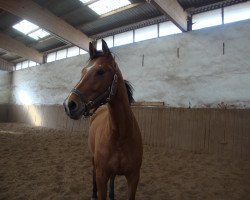 dressage horse Pauline (Bavarian, 2003, from Pour Plaisir 2)