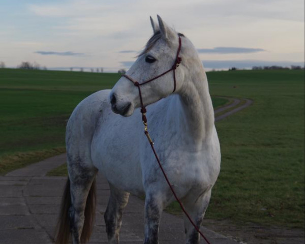 jumper Leniro (German Sport Horse, 2015, from Lorano 15)