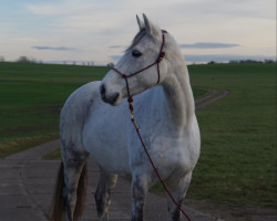 Dressurpferd Leniro (Deutsches Sportpferd, 2015, von Lorano 15)