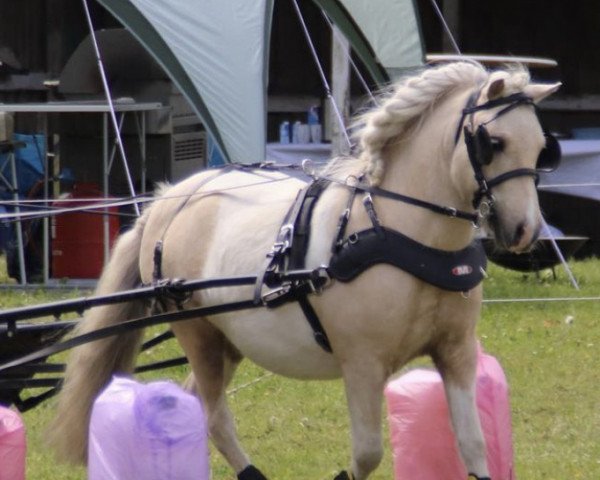 horse Kerry Gold of Baltic Sea (Shetland Pony, 2016, from Kaiser of Baltic Sea)