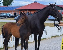 jumper Vanilla Fudge (Hanoverian, 2022, from Viscount 22)