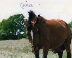 broodmare Gina (Westphalian, 1983, from Graziano)