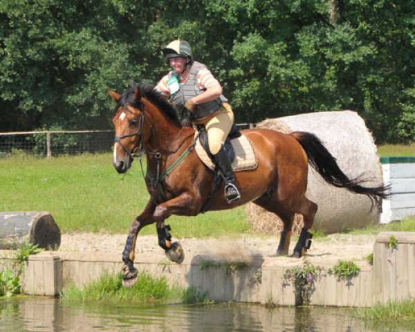 horse Soolaimon (Oldenburg, 2003, from Scarlatti)