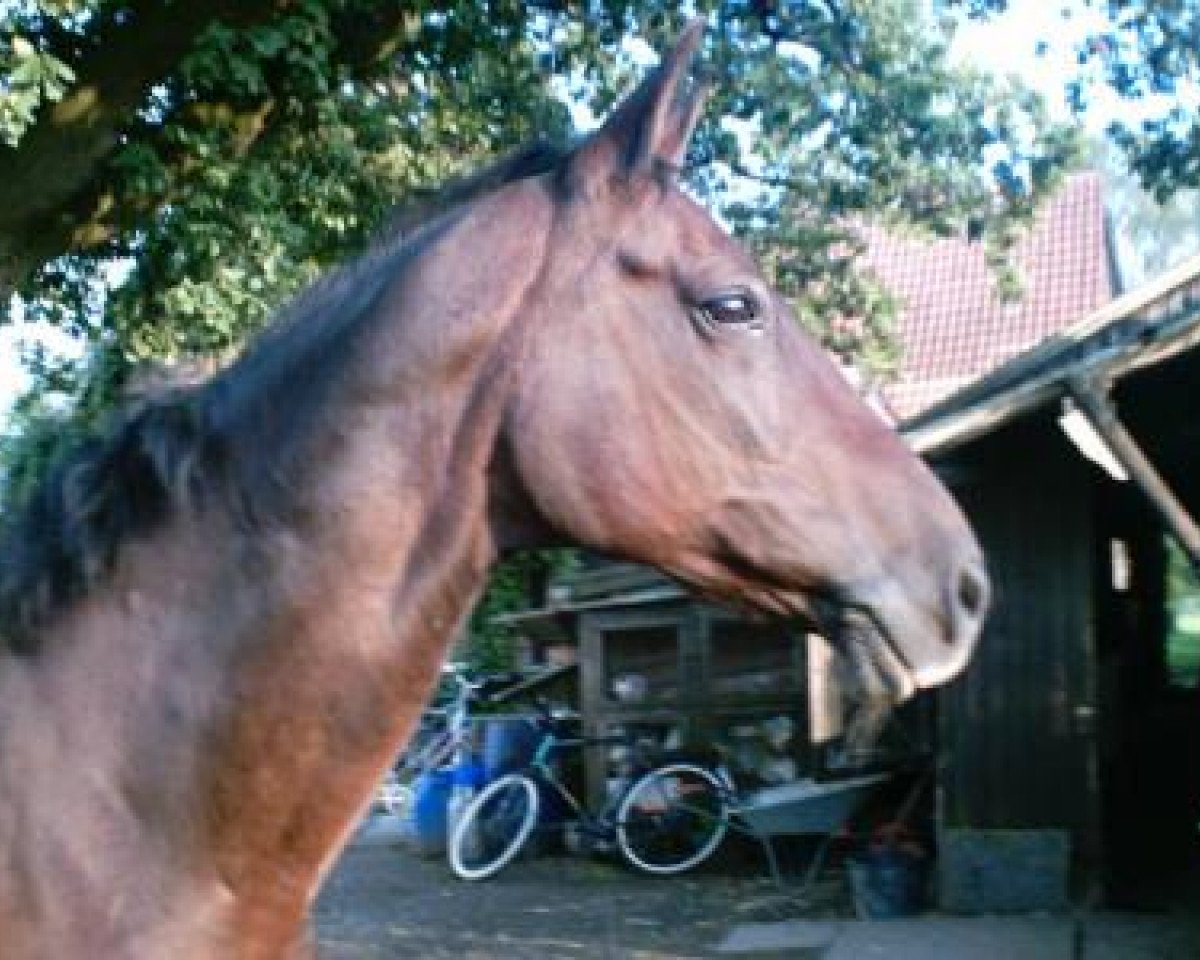 broodmare Molina (Westphalian, 1990, from Montparnasse)