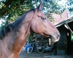 broodmare Molina (Westphalian, 1990, from Montparnasse)