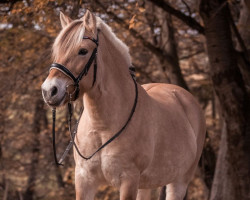 horse Tamia (Fjord Horse, 2011, from Kastanjegårdens Hannibal)