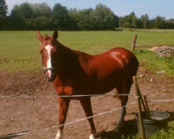 broodmare Belgea (Westphalian, 1999, from Beltain)