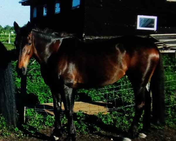 broodmare Fun Towin (German trotters, 1995, from Campo Ass (DE))