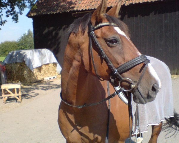 broodmare Arone (Westphalian, 1993, from Artwig)