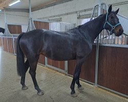 horse Ferreira (German Sport Horse, 2017, from Florentianer)