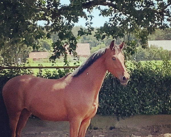 jumper Valdanos (German Sport Horse, 2018, from Valerio)