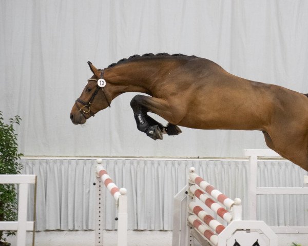jumper Comme Quality (Hanoverian, 2020, from Comme il Faut)