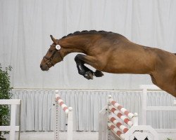 stallion Comme Quality (Hanoverian, 2020, from Comme il Faut)