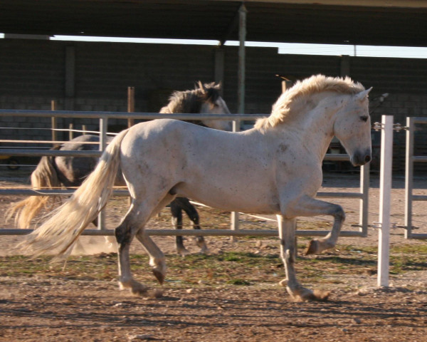 Deckhengst Califa LXXIV (Pura Raza Espanola (PRE), 2002, von Jaquimero)