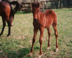 horse Halim ox (Arabian thoroughbred, 1990, from Haram Ibn Halima ox)