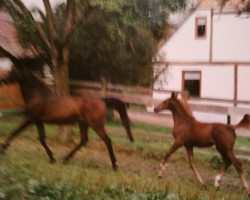 horse Hakim-Ibn-Haram ox (Arabian thoroughbred, 1991, from Haram Ibn Halima ox)