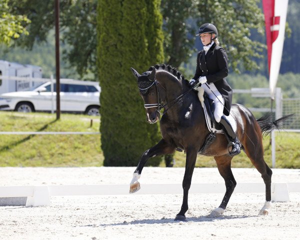 dressage horse Dallmioso (Bavarian, 2011, from Dallmeyer)
