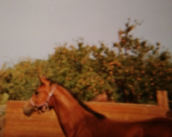 broodmare Dziwa-Hafiza-Halima ox (Arabian thoroughbred, 1992, from Haram Ibn Halima ox)