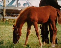 horse Hasib-Hafid-Halima ox (Arabian thoroughbred, 1993, from Haram Ibn Halima ox)