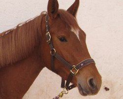 dressage horse Lana Joy (Württemberger, 2007, from Landorino R)