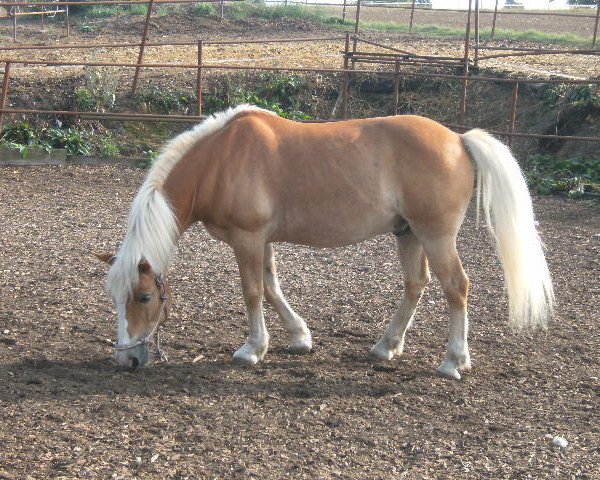 Pferd Sam (Haflinger,  )