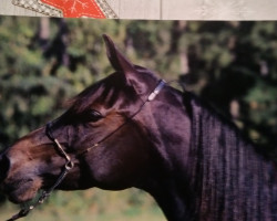 broodmare Djoumanah-Hafiza-Halima ox (Arabian thoroughbred, 2001, from Haram Ibn Halima ox)