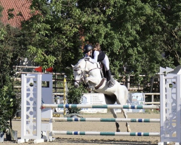 jumper Siams Violino (German Riding Pony, 2012, from Voltaire)