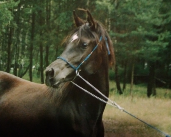 Zuchtstute Desiree ox (Vollblutaraber, 1987, von Haram Ibn Halima ox)